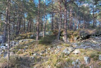 Incendie de la Forêt de Fontainebleau : communiqué de notre évêque