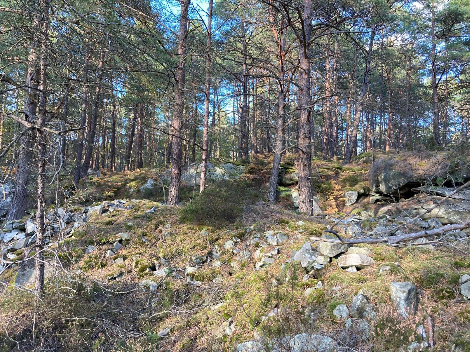 Incendie de la Forêt de Fontainebleau : communiqué de notre évêque